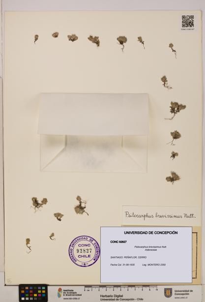Psilocarphus brevissimus [Espécimen: ]