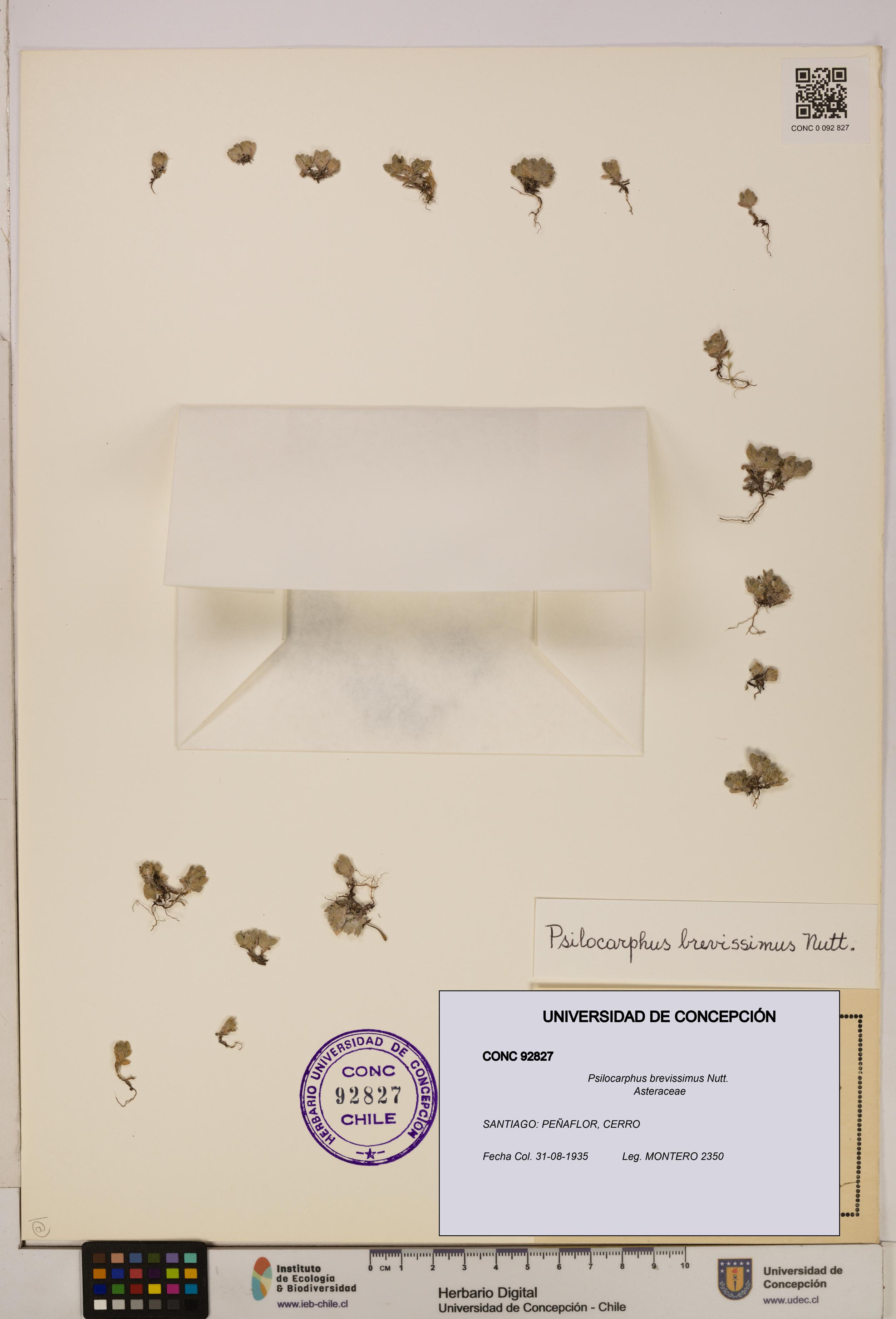 Psilocarphus brevissimus [Espécimen: ]