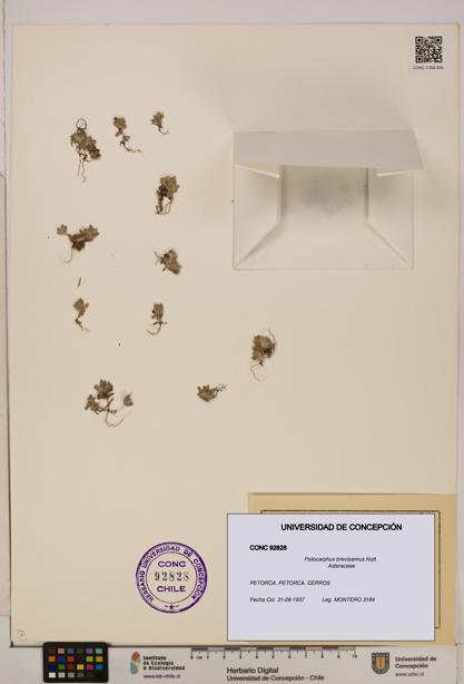 Psilocarphus brevissimus [Espécimen: ]