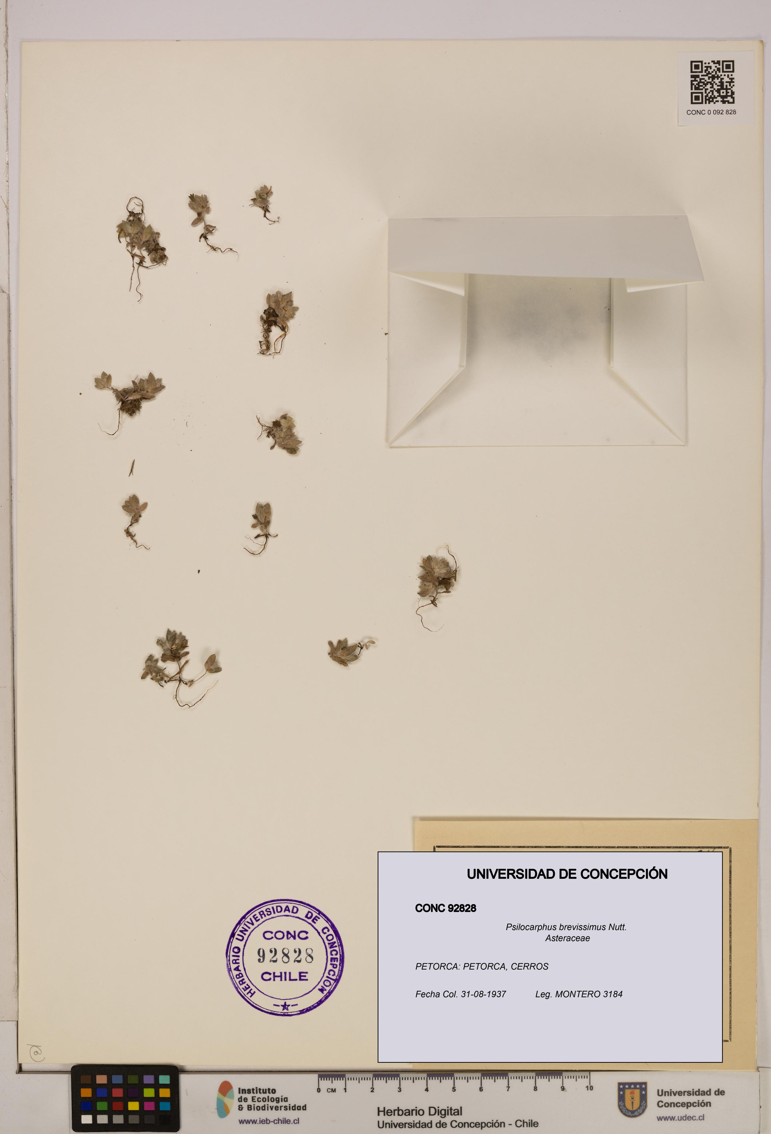 Psilocarphus brevissimus [Espécimen: ]