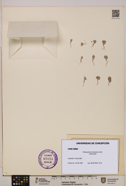 Psilocarphus brevissimus [Espécimen: ]