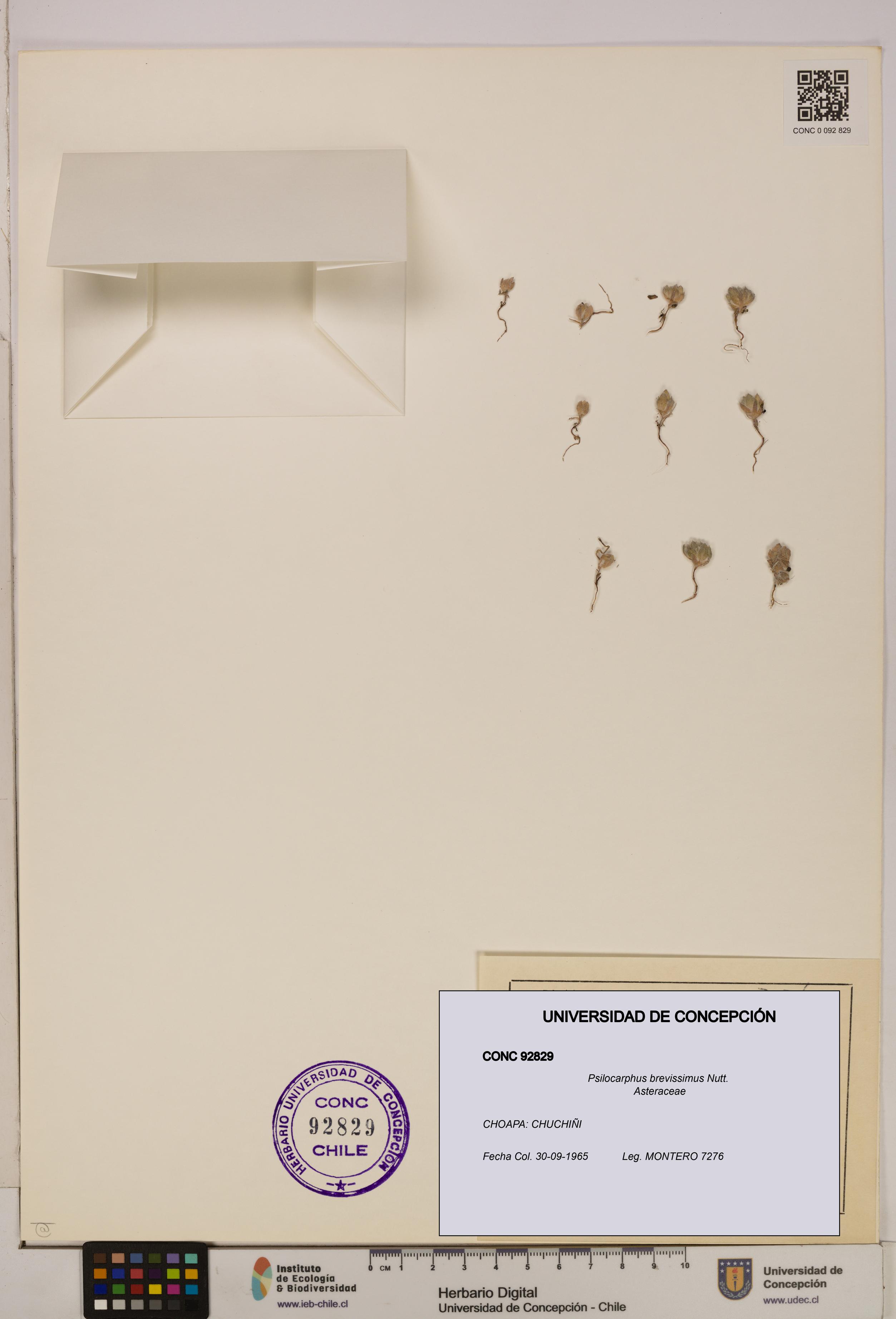Psilocarphus brevissimus [Espécimen: ]