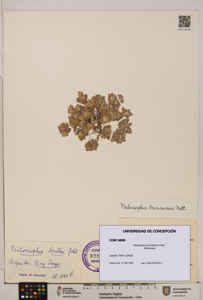 Psilocarphus brevissimus [Espécimen: ]