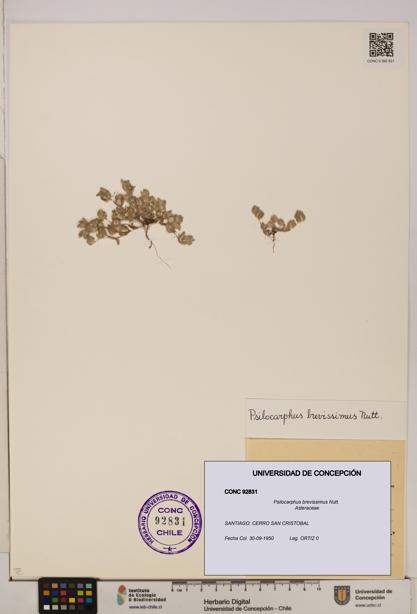 Psilocarphus brevissimus [Espécimen: ]