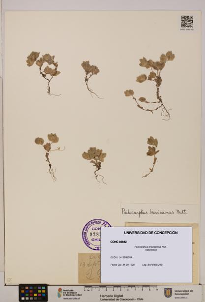 Psilocarphus brevissimus [Espécimen: ]