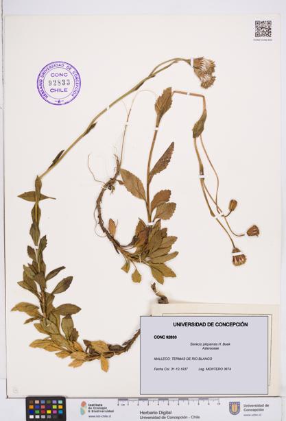 Senecio pilquensis [Espécimen: ]