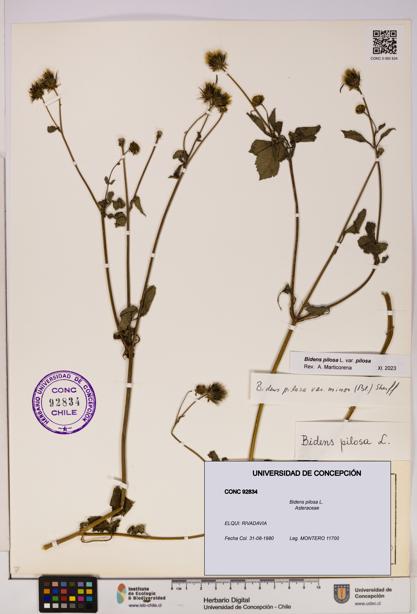 Bidens pilosa [Espécimen: UDEC:CONC:0092834]