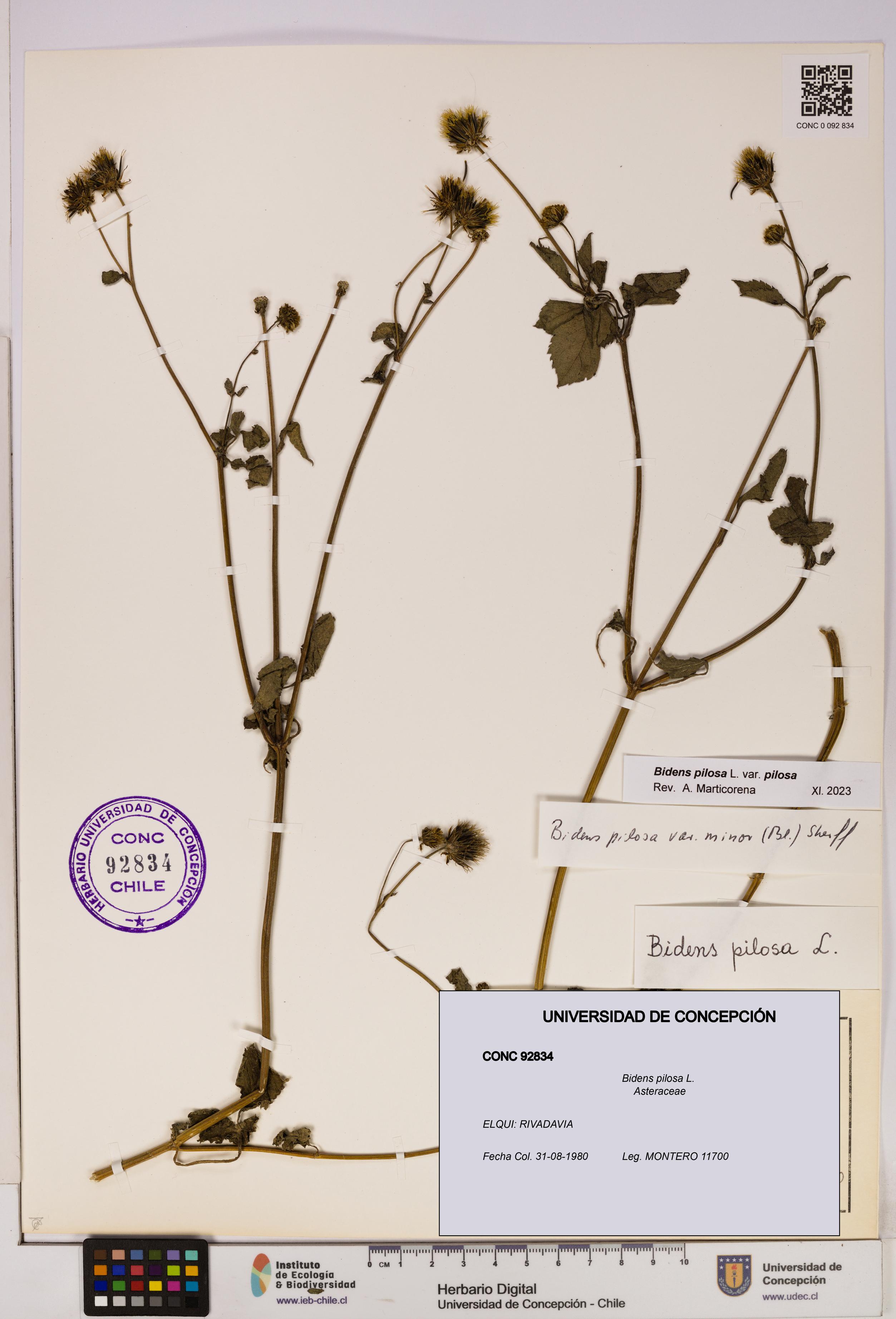 Bidens pilosa [Espécimen: UDEC:CONC:0092834]