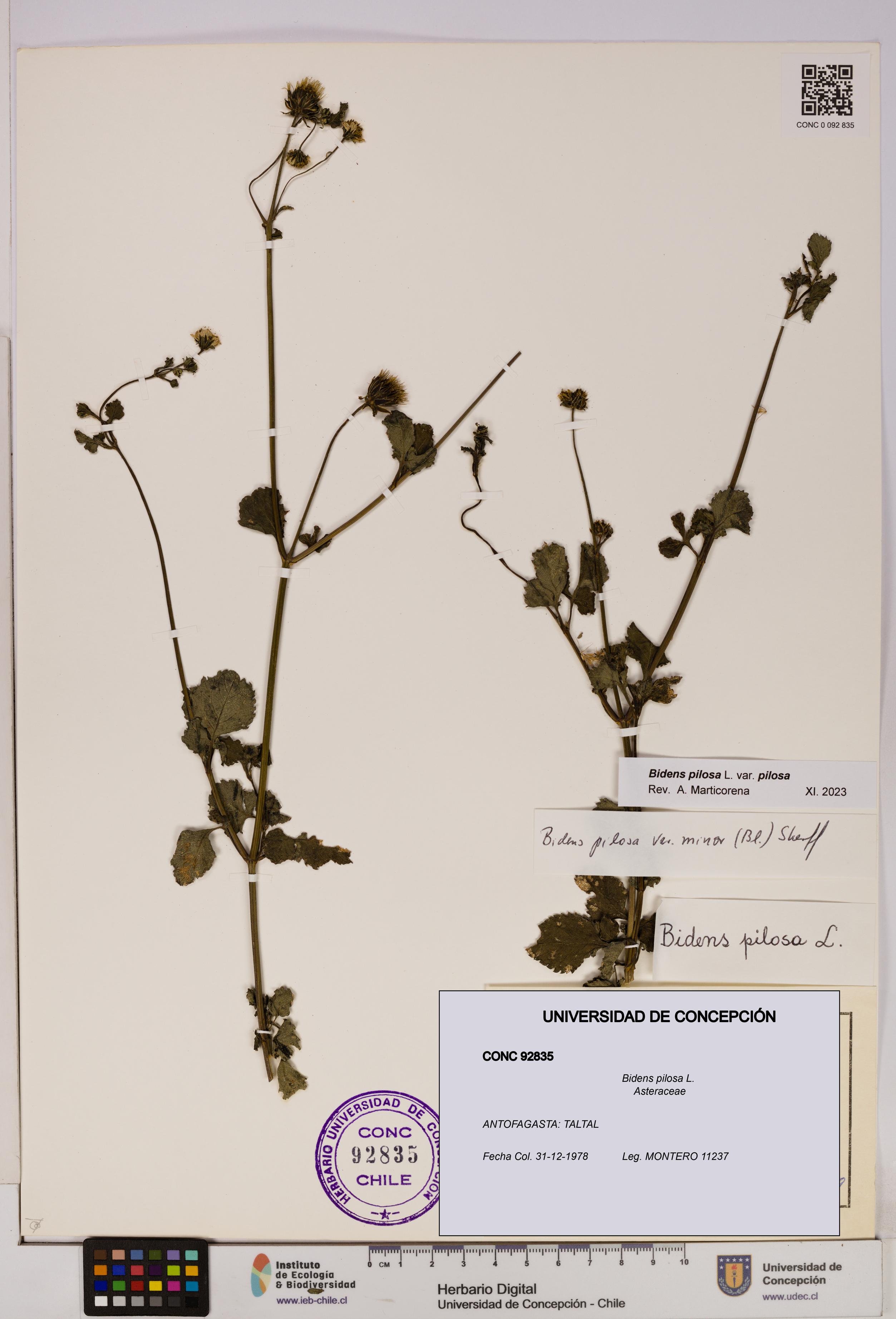 Bidens pilosa [Espécimen: UDEC:CONC:0092835]