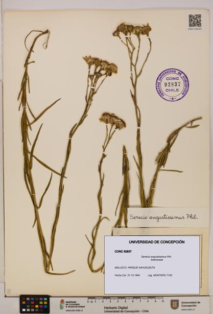 Senecio angustissimus [Espécimen: UDEC:CONC:0092837]
