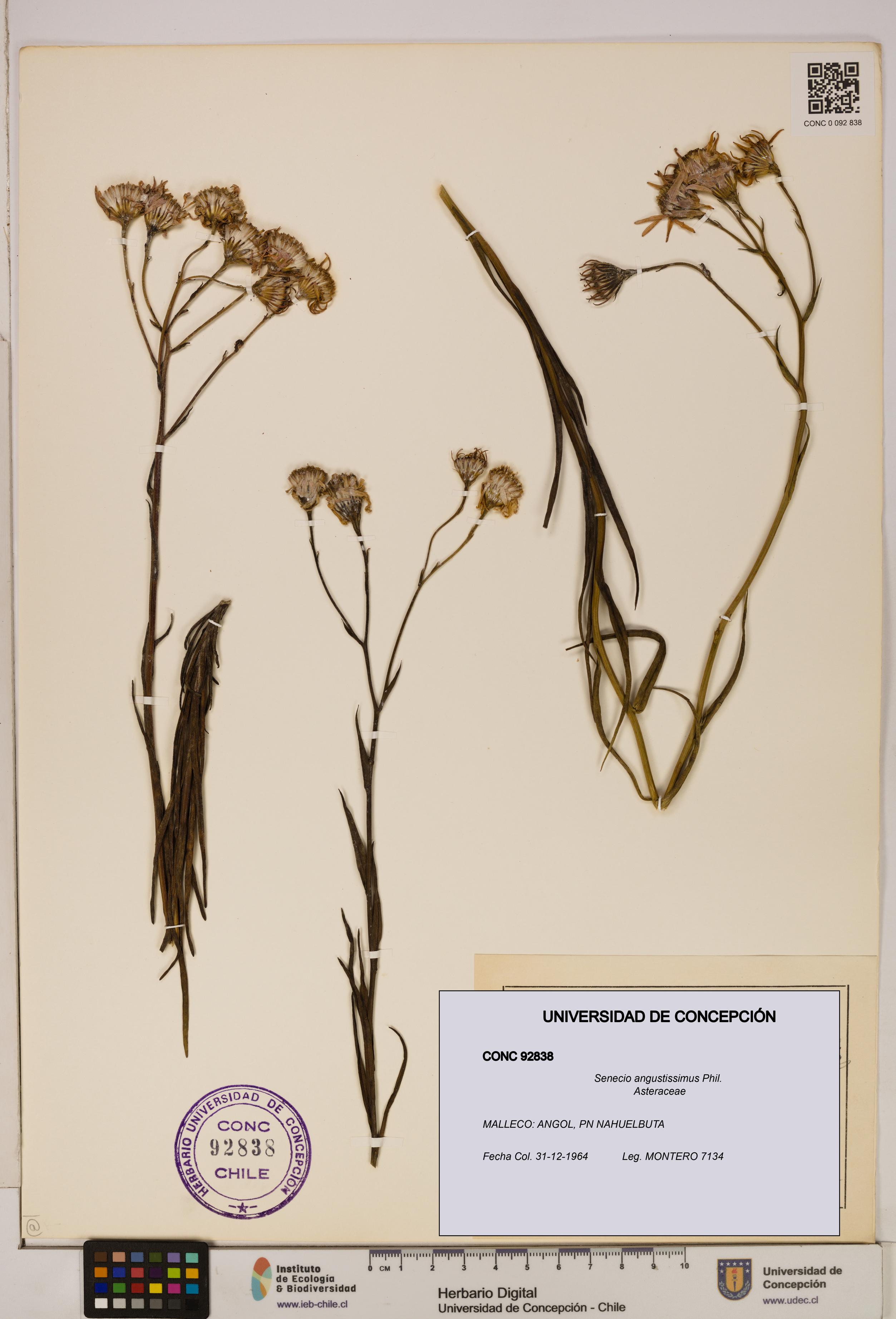 Senecio angustissimus [Espécimen: UDEC:CONC:0092838]