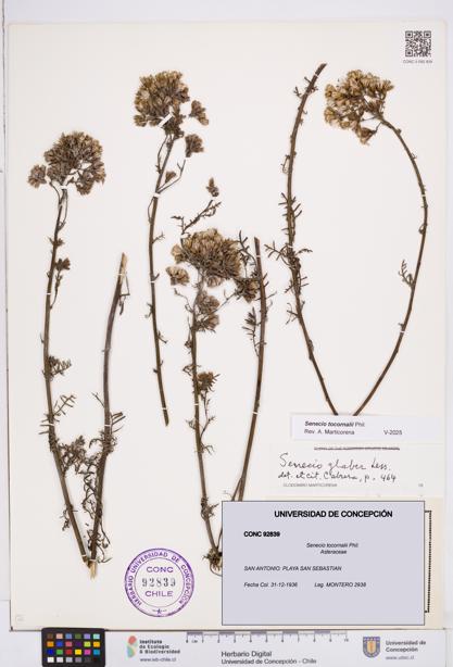 Senecio tocornalii [Espécimen: ]