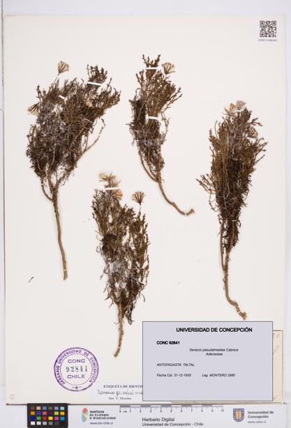 Senecio pseudalmeidae [Espécimen: ]