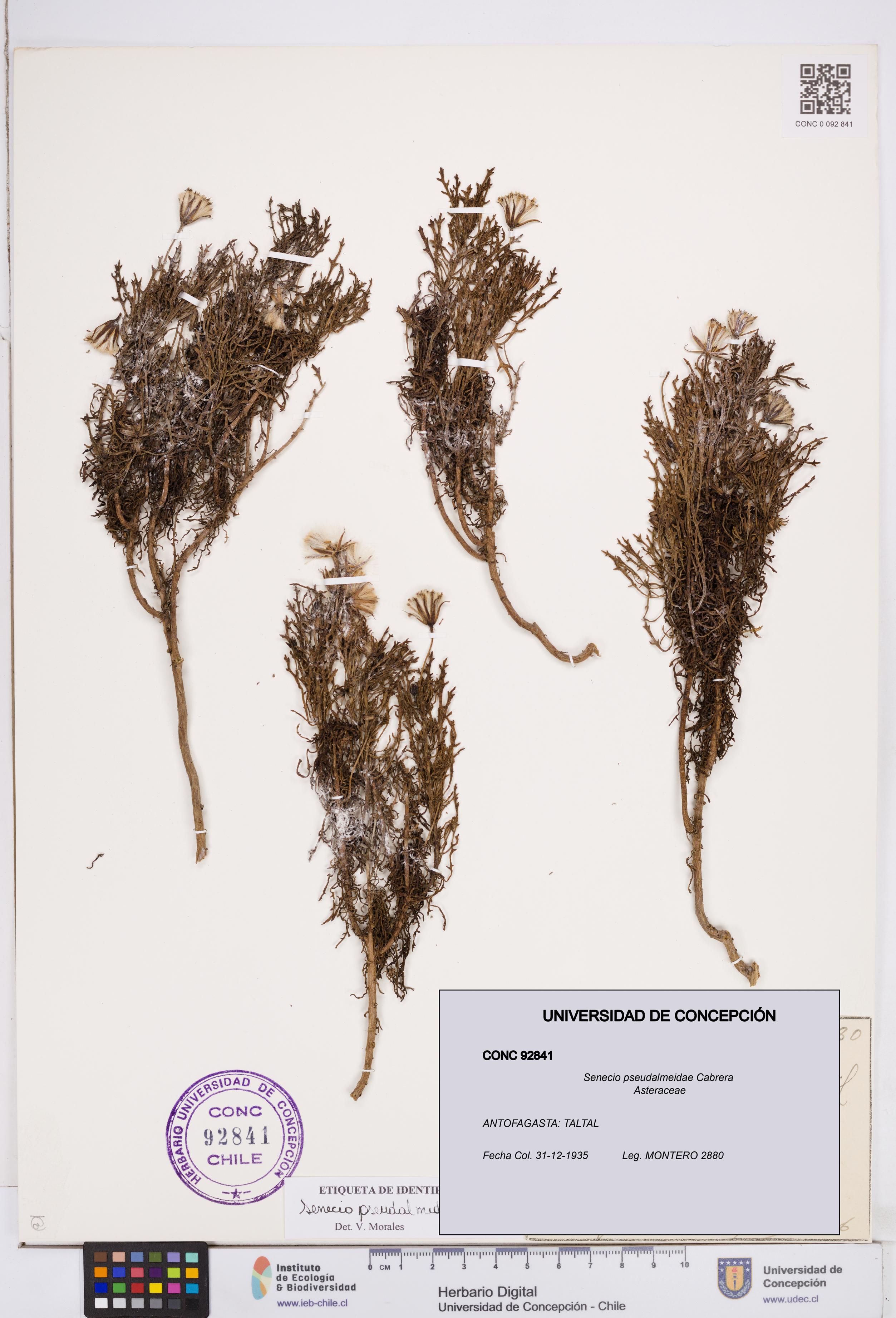 Senecio pseudalmeidae [Espécimen: ]