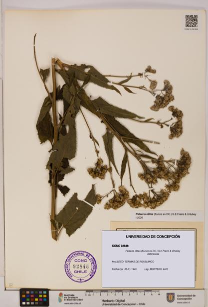 Pelseria otites [Espécimen: ]