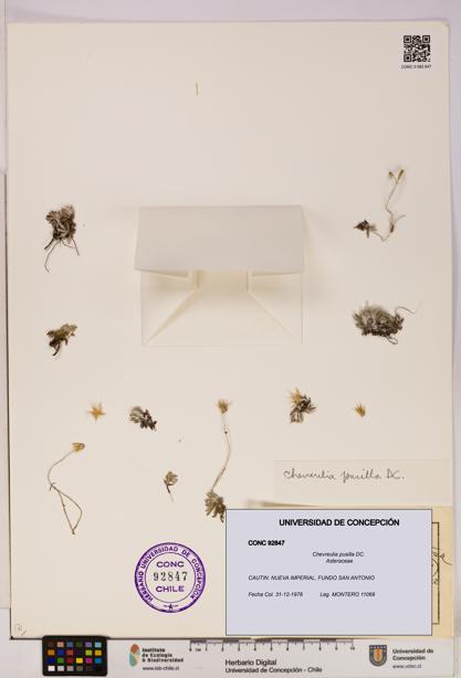 Chevreulia pusilla [Espécimen: UDEC:CONC:0092847]