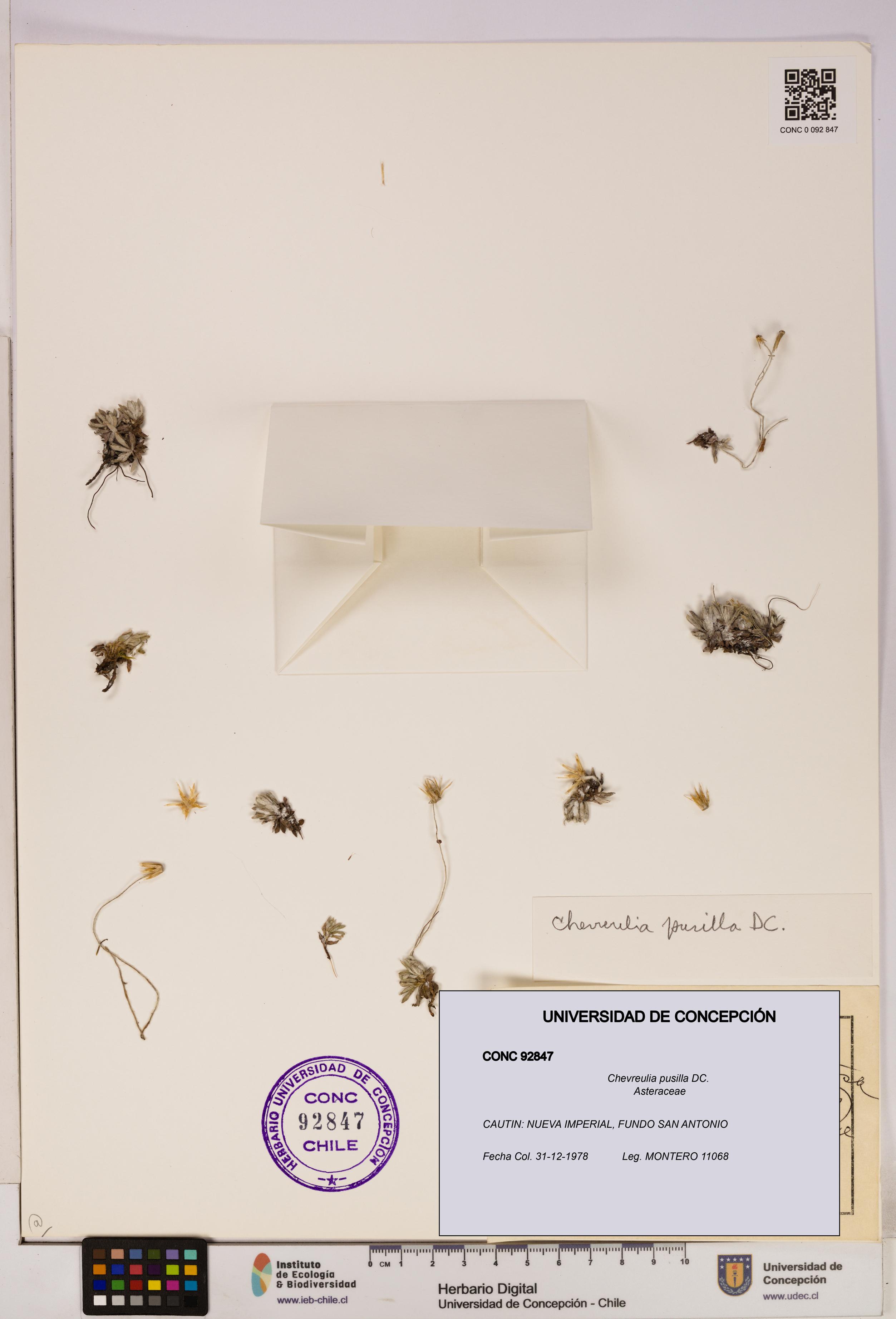Chevreulia pusilla [Espécimen: UDEC:CONC:0092847]