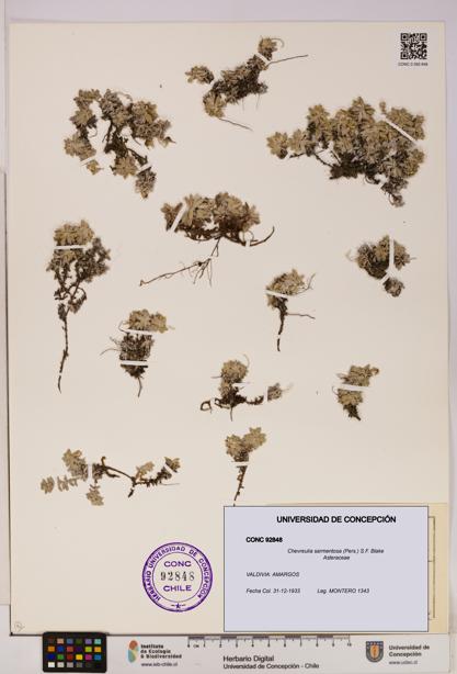 Chevreulia sarmentosa [Espécimen: UDEC:CONC:0092848]