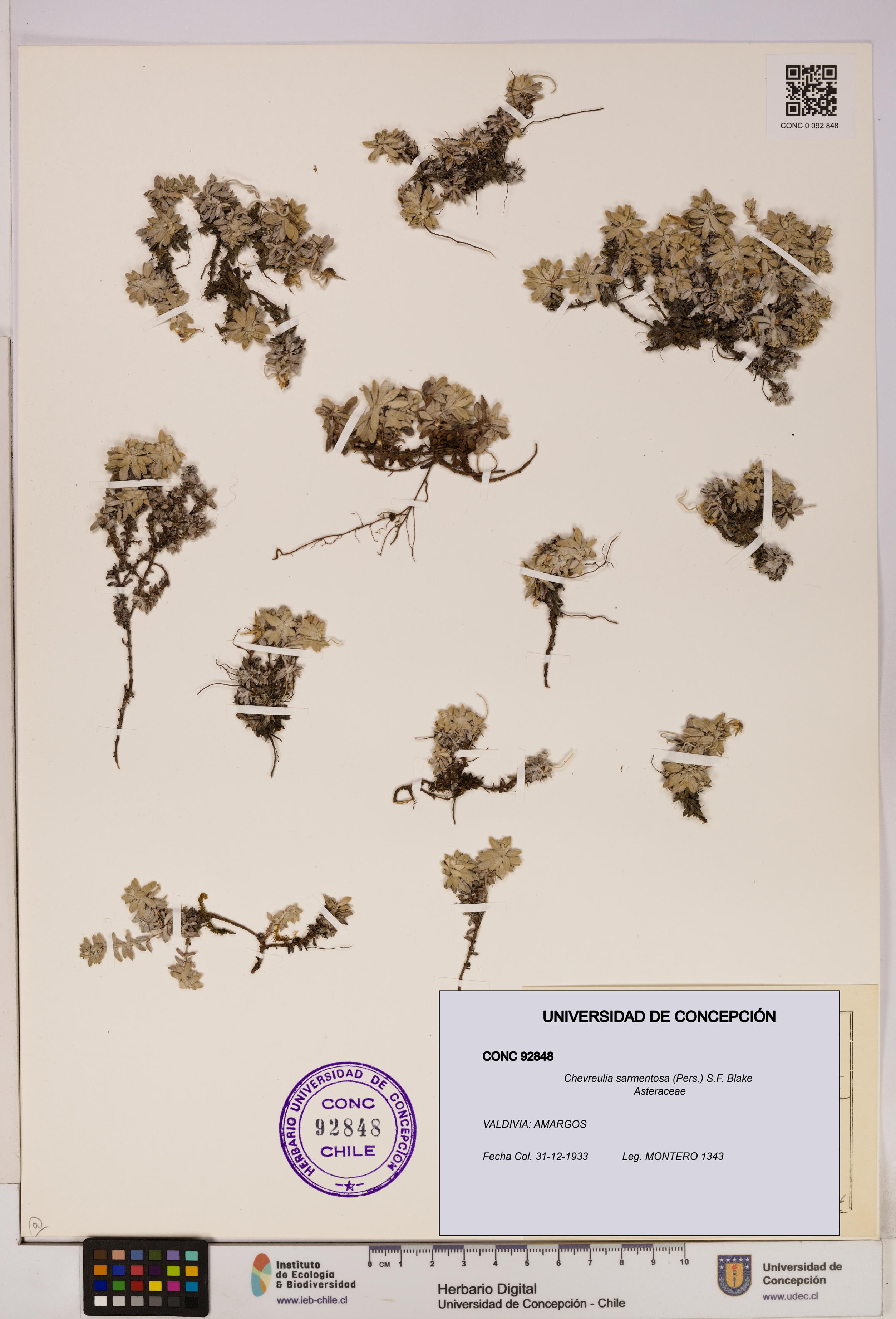 Chevreulia sarmentosa [Espécimen: UDEC:CONC:0092848]