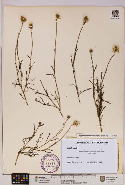 Argyranthemum frutescens [Espécimen: UDEC:CONC:0092849]