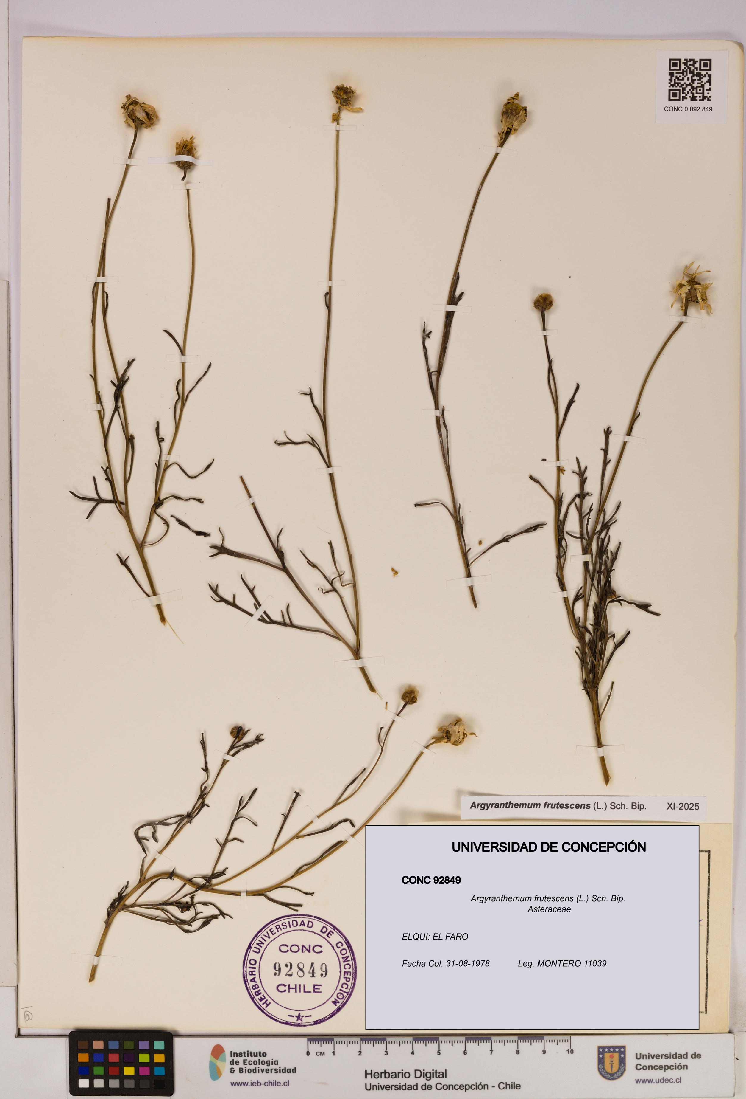 Argyranthemum frutescens [Espécimen: UDEC:CONC:0092849]