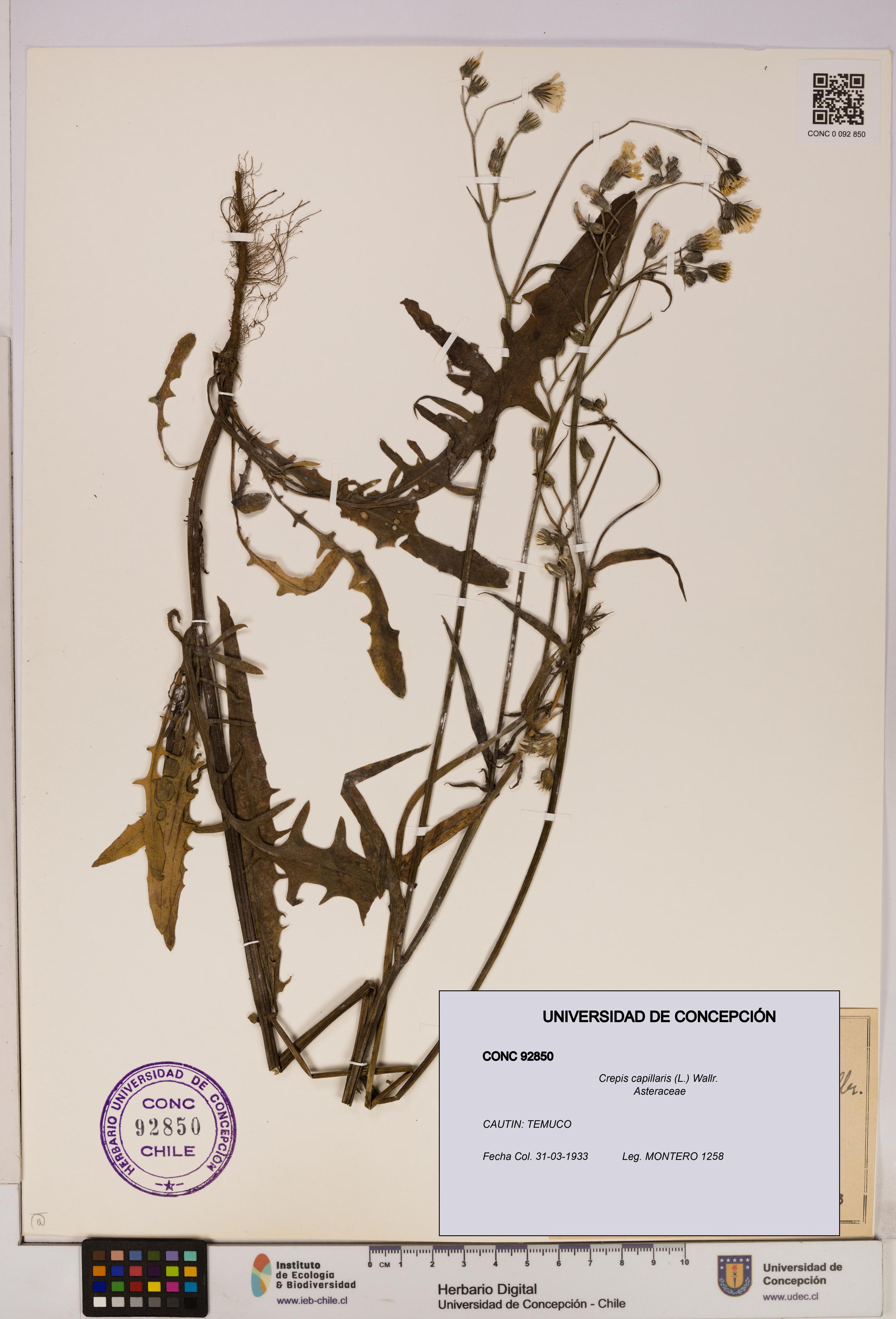 Crepis capillaris [Espécimen: UDEC:CONC:0092850]