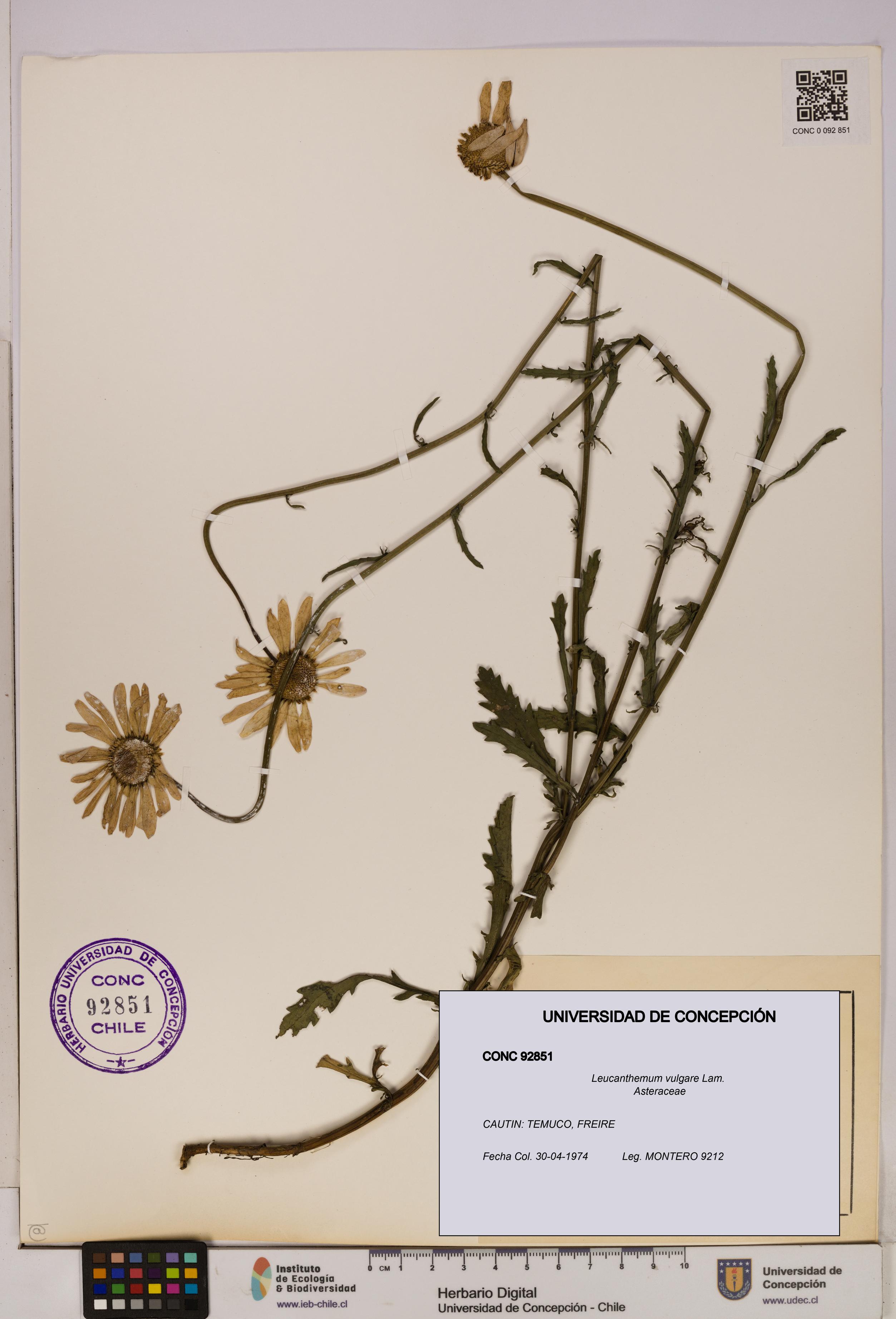 Leucanthemum vulgare [Espécimen: UDEC:CONC:0092851]