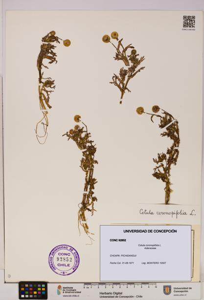 Cotula coronopifolia [Espécimen: UDEC:CONC:0092852]