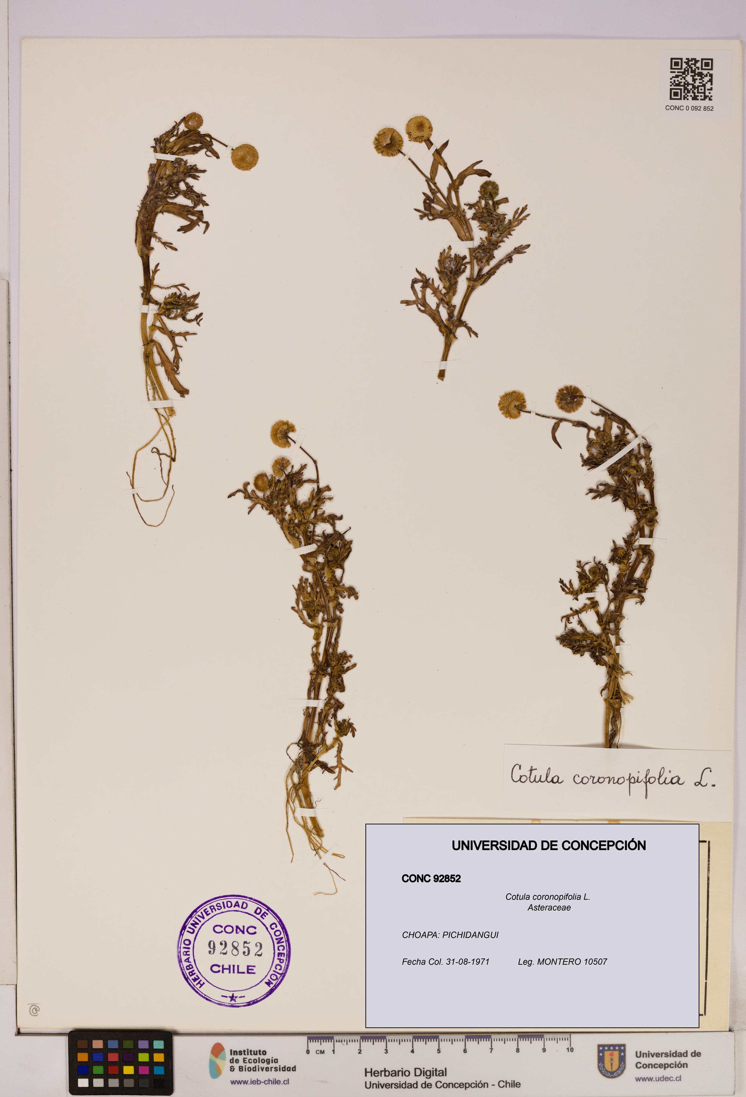 Cotula coronopifolia [Espécimen: UDEC:CONC:0092852]