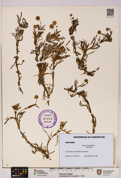 Cotula coronopifolia [Espécimen: UDEC:CONC:0092853]