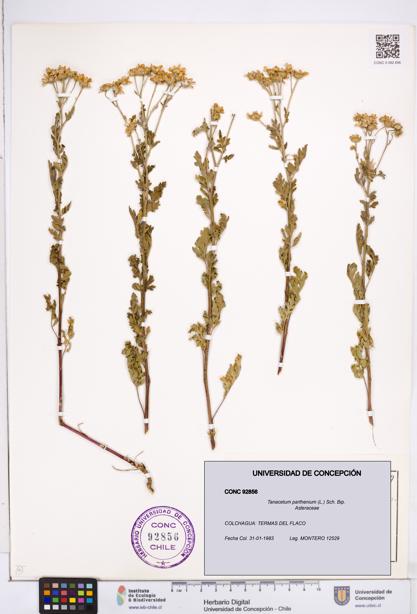 Tanacetum parthenium [Espécimen: ]