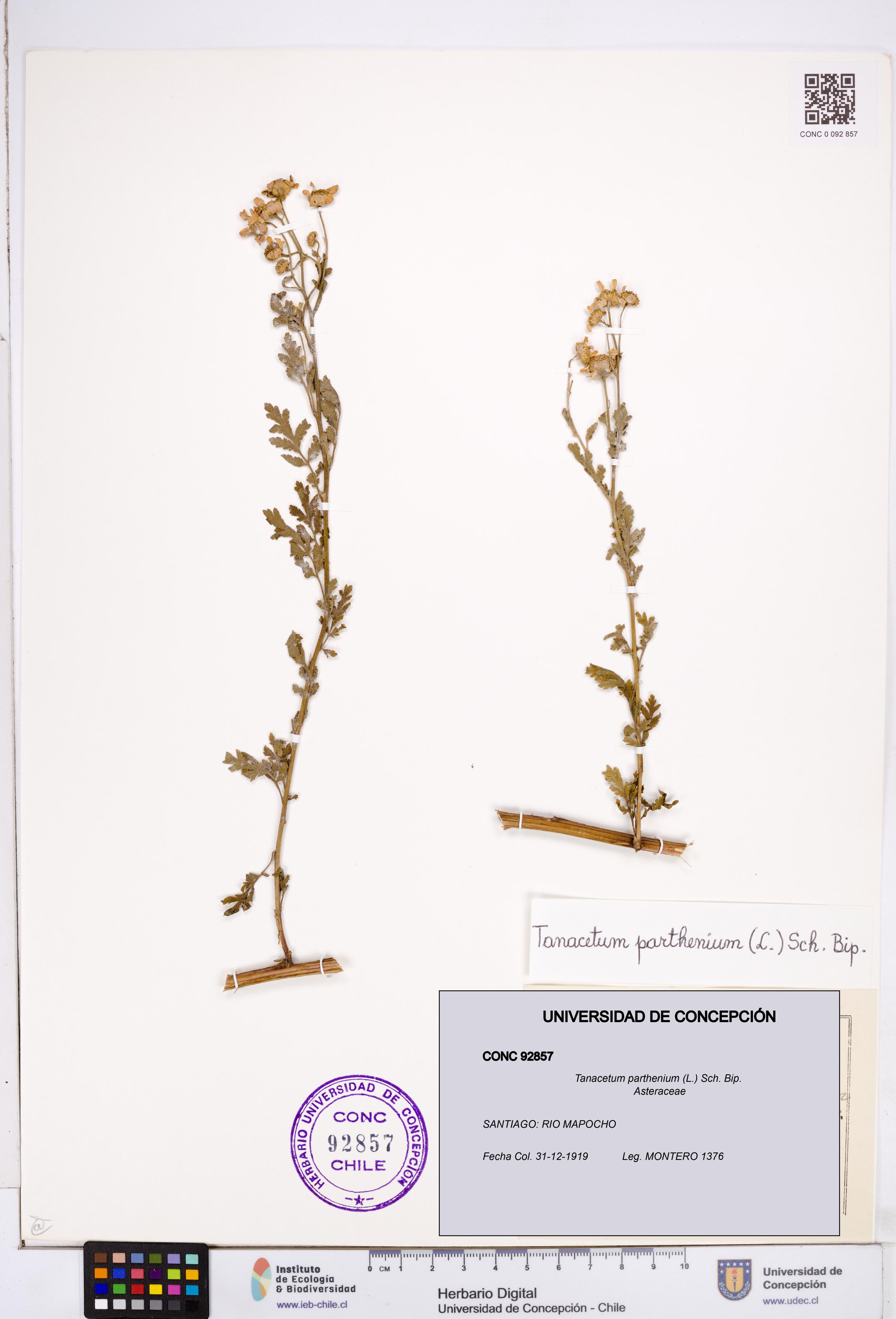 Tanacetum parthenium [Espécimen: ]