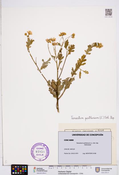 Tanacetum parthenium [Espécimen: ]