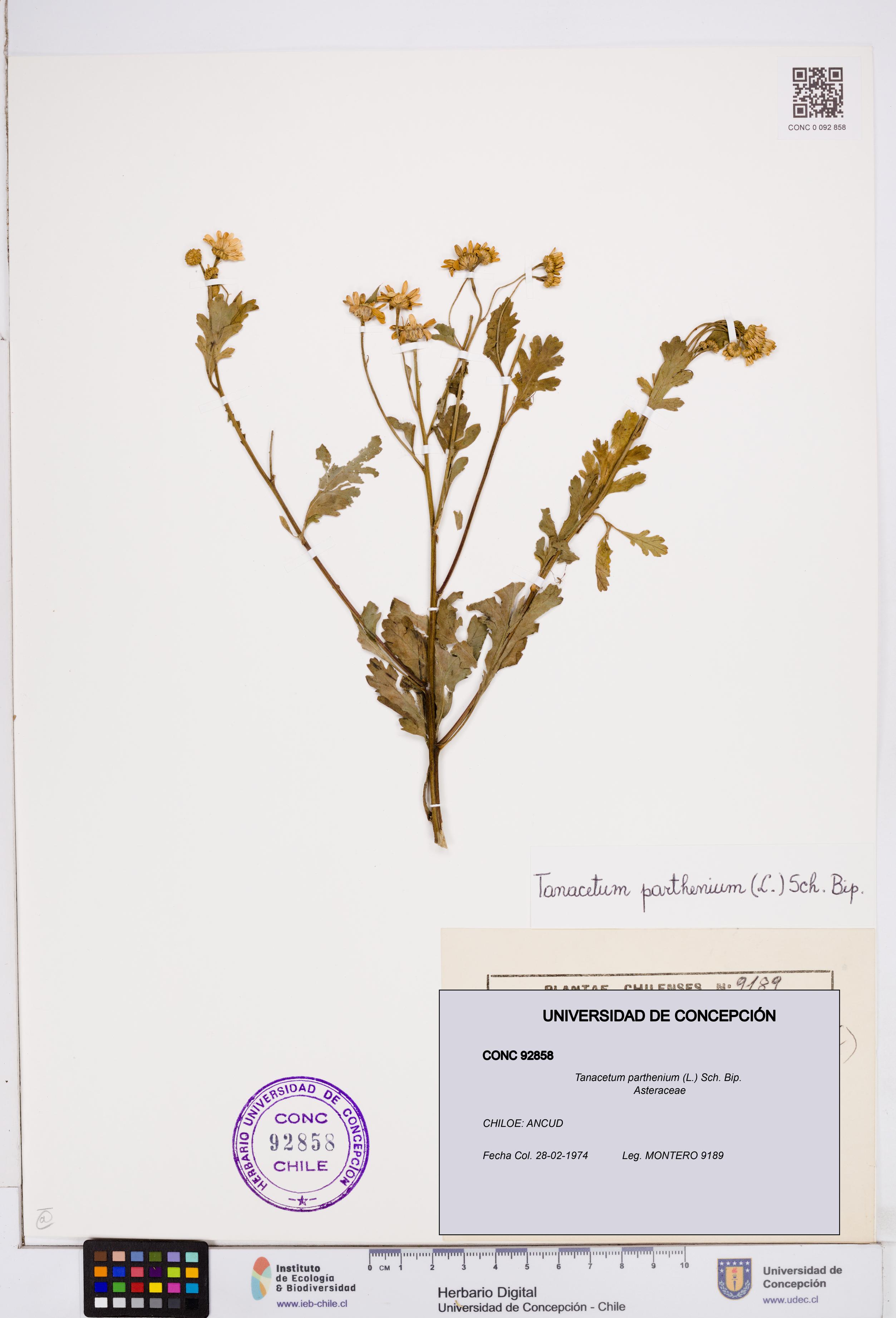 Tanacetum parthenium [Espécimen: ]