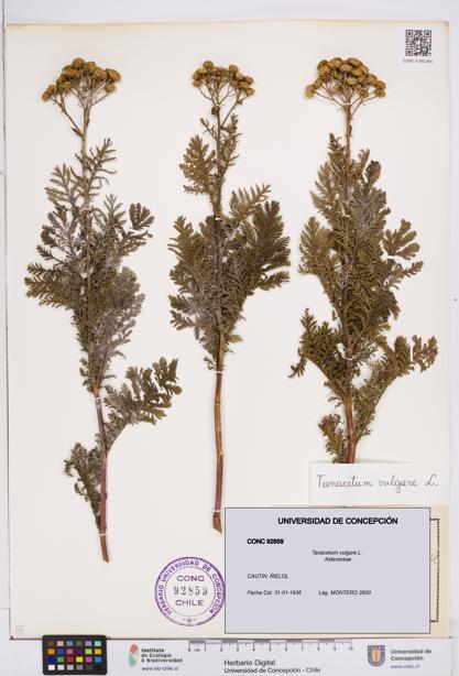 Tanacetum vulgare [Espécimen: ]