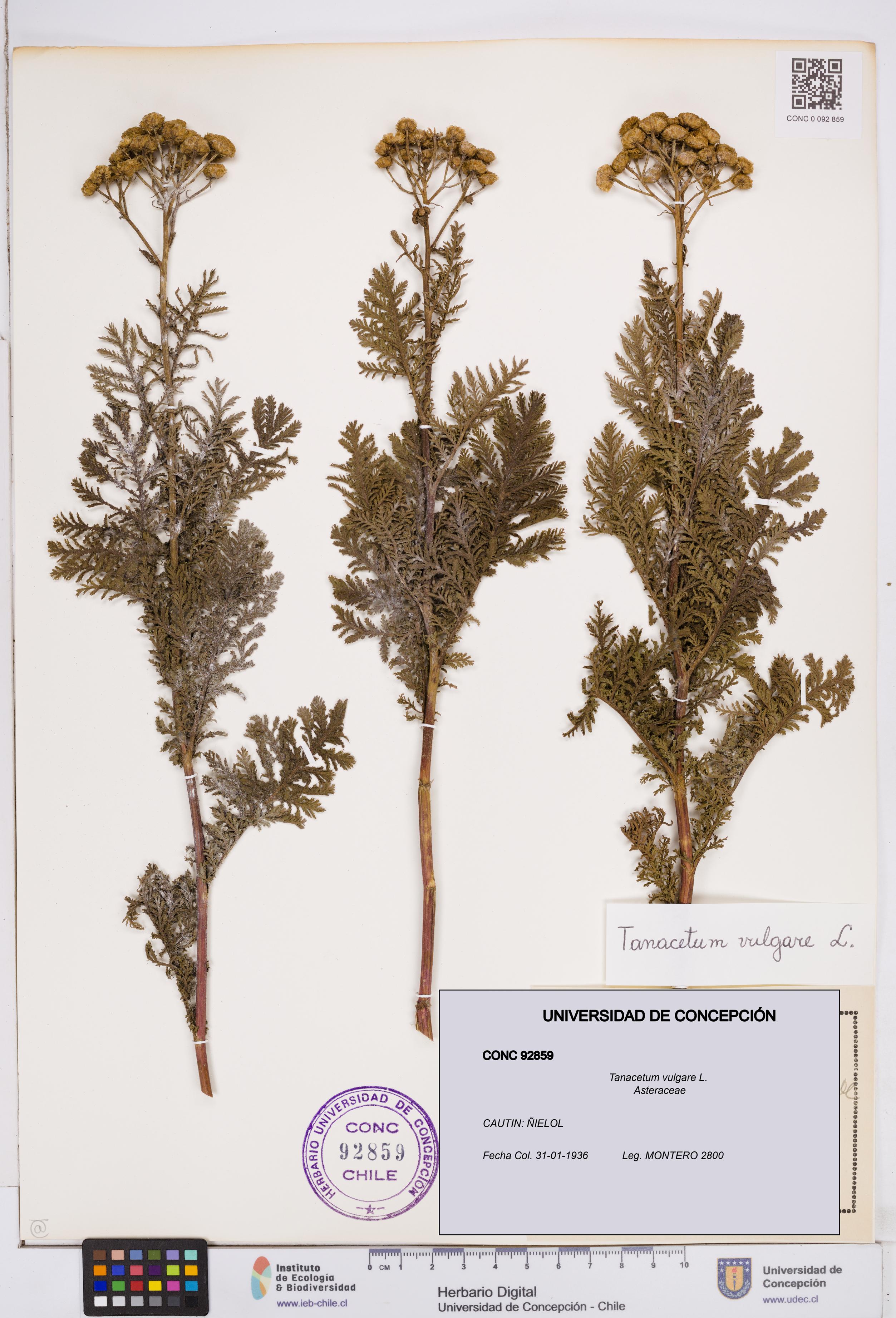 Tanacetum vulgare [Espécimen: ]