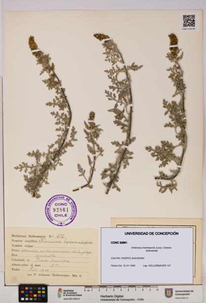 Ambrosia chamissonis [Espécimen: UDEC:CONC:0092861]