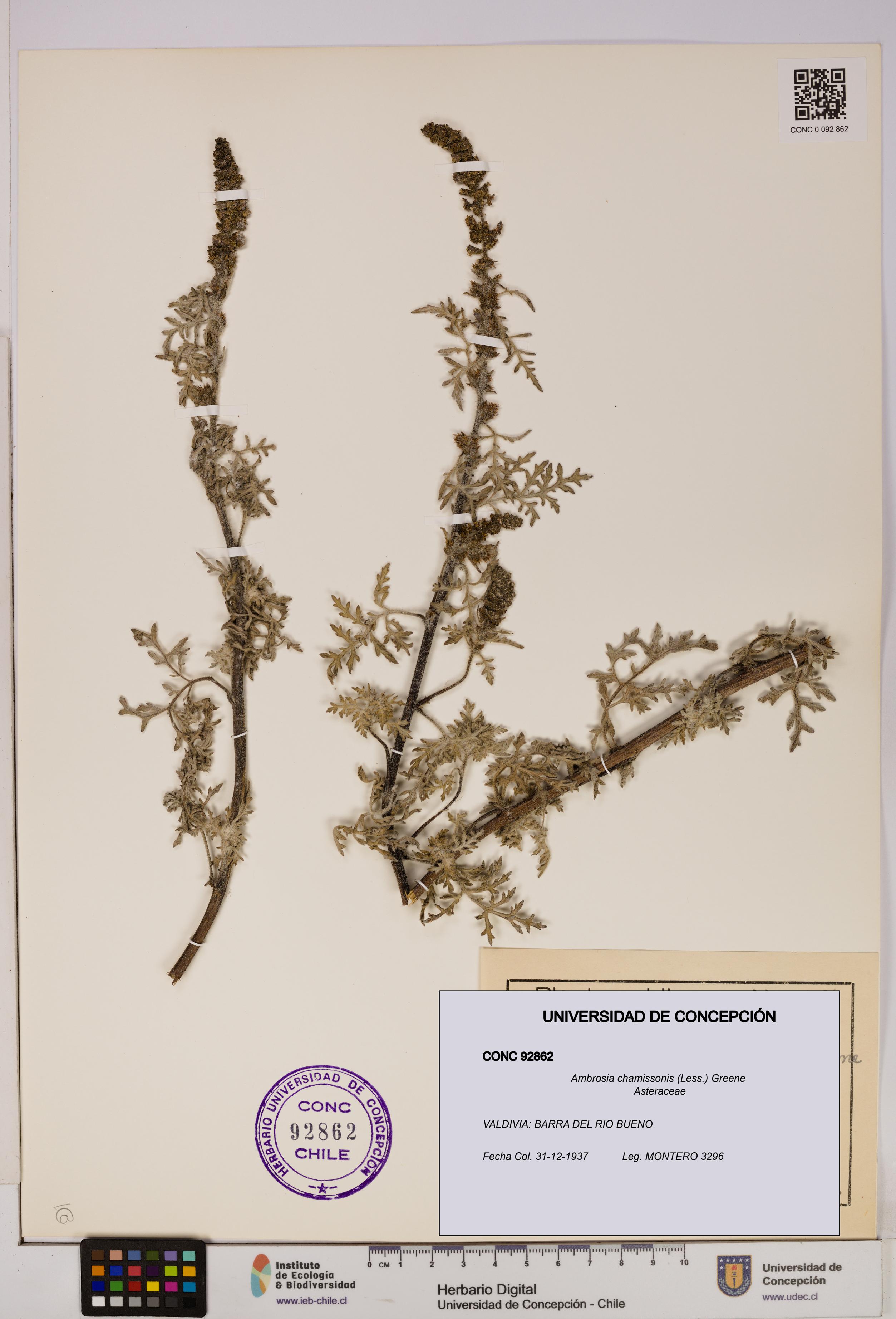 Ambrosia chamissonis [Espécimen: UDEC:CONC:0092862]