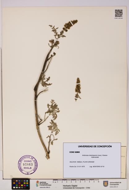 Ambrosia chamissonis [Espécimen: UDEC:CONC:0092863]