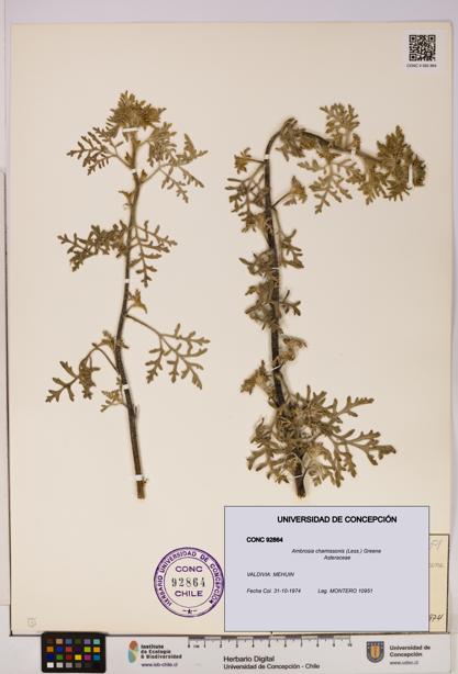 Ambrosia chamissonis [Espécimen: UDEC:CONC:0092864]