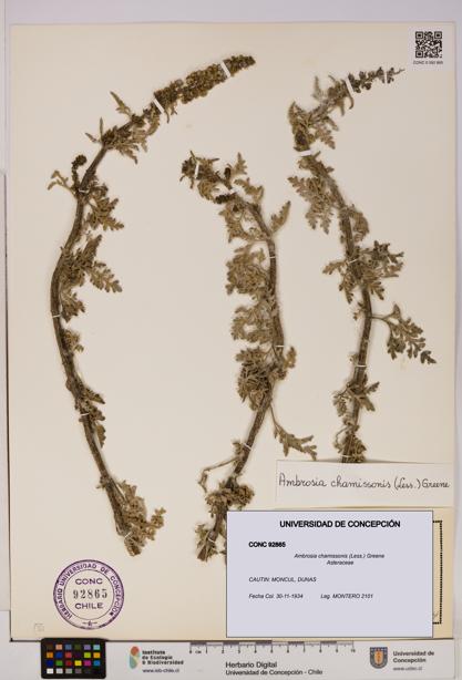 Ambrosia chamissonis [Espécimen: UDEC:CONC:0092865]