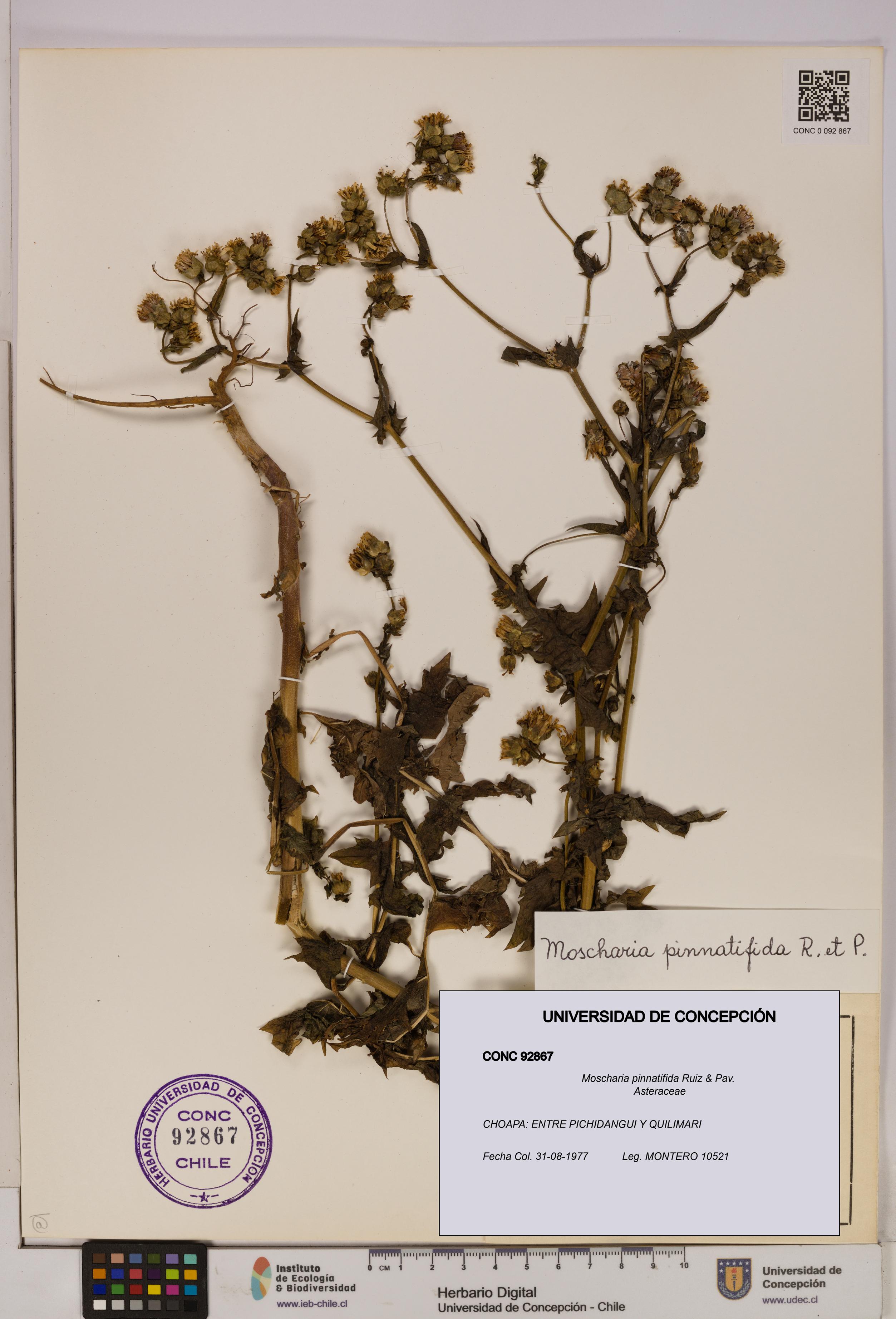 Moscharia pinnatifida [Espécimen: UDEC:CONC:0092867]