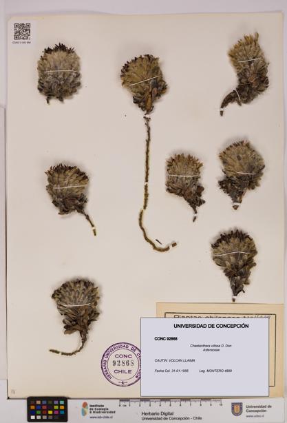 Chaetanthera villosa [Espécimen: UDEC:CONC:0092868]