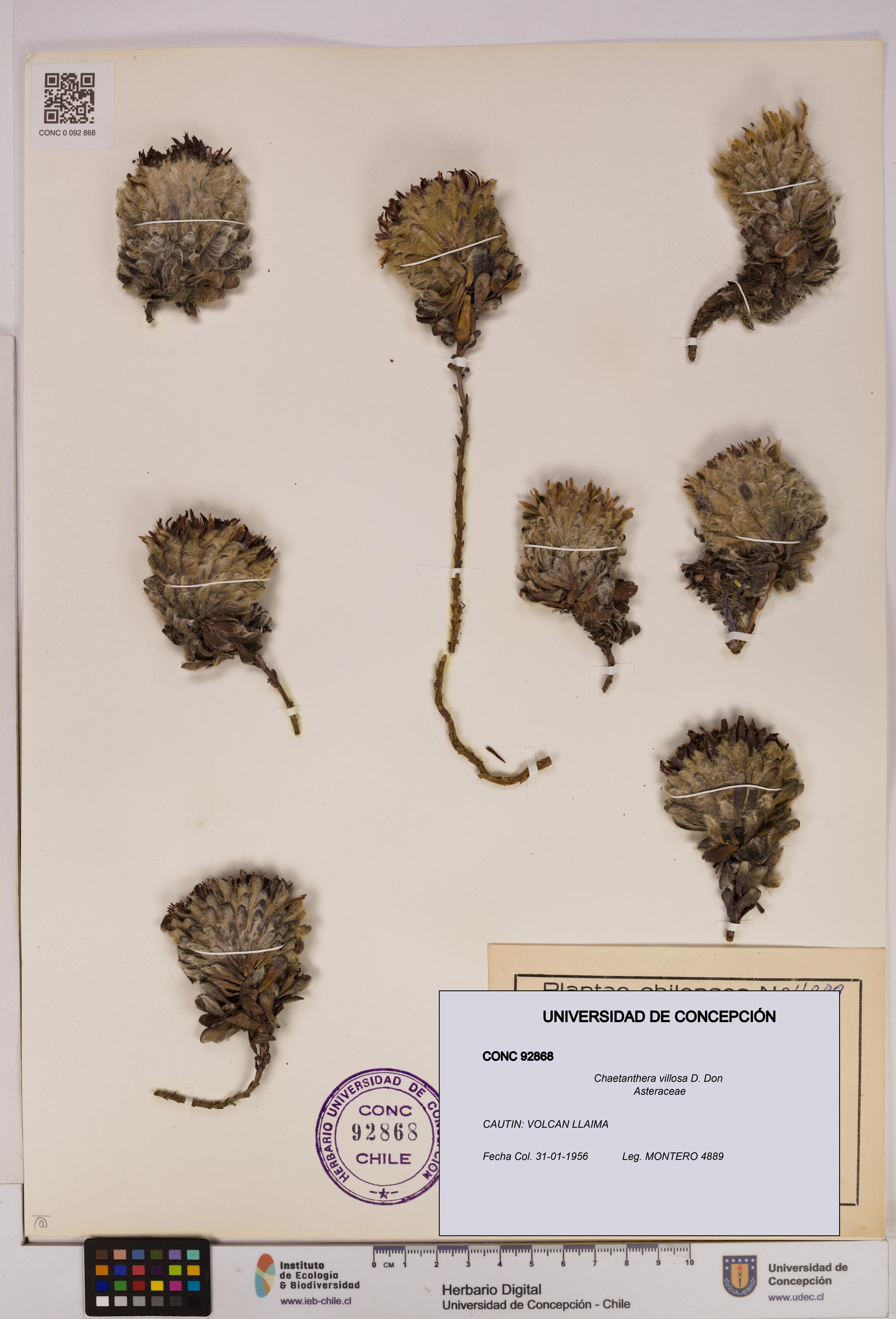 Chaetanthera villosa [Espécimen: UDEC:CONC:0092868]