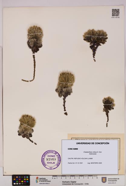 Chaetanthera villosa [Espécimen: UDEC:CONC:0092869]