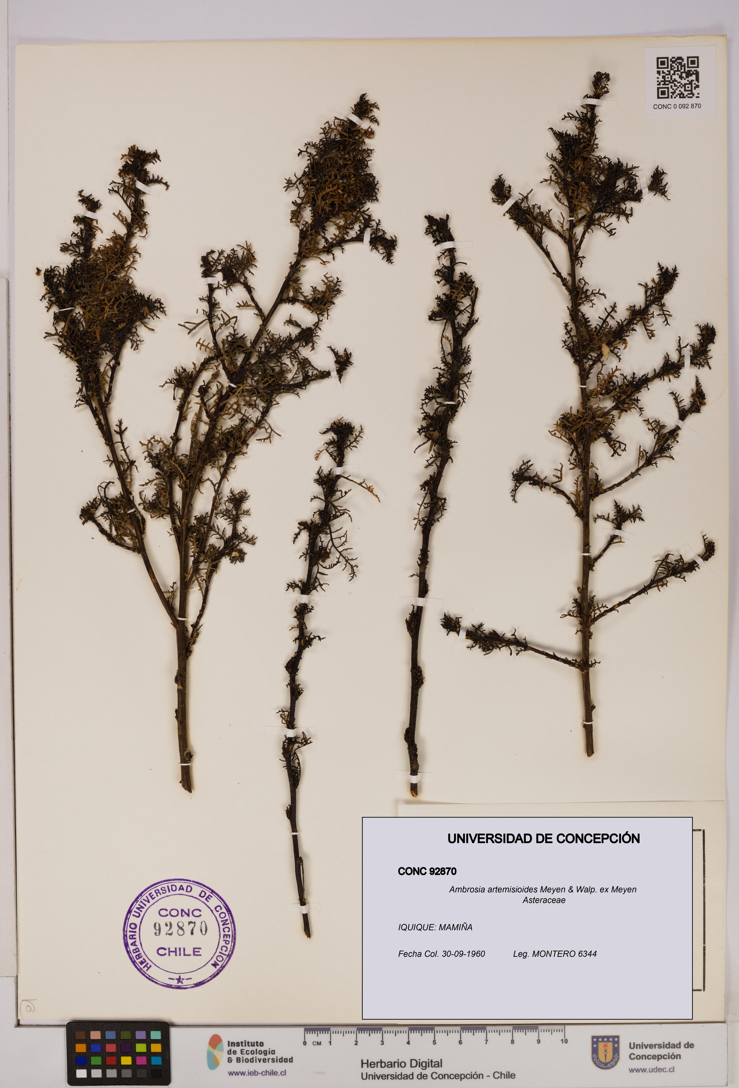 Ambrosia artemisioides [Espécimen: UDEC:CONC:0092870]