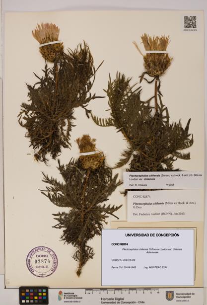 Plectocephalus chilensis [Espécimen: ]