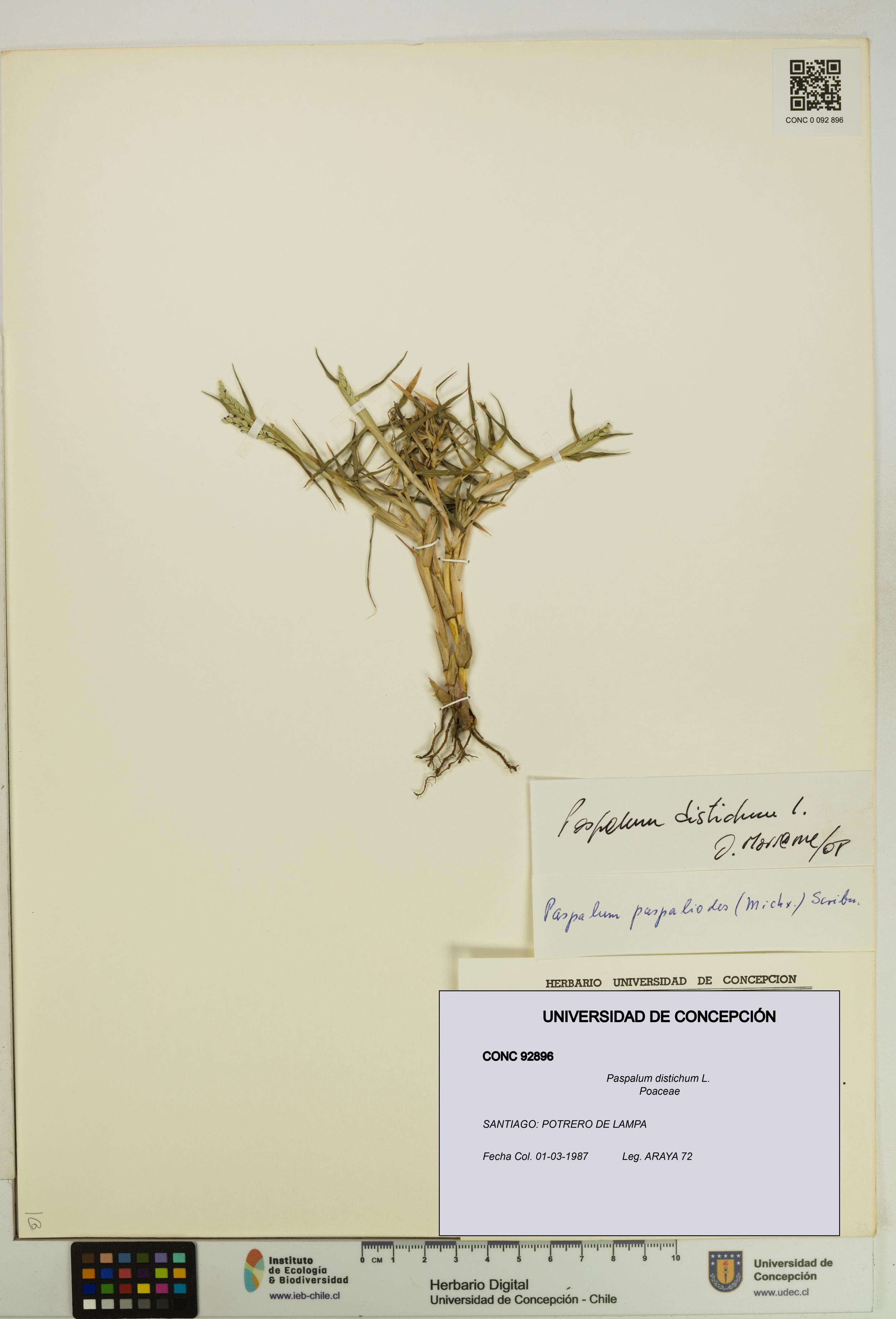 Paspalum distichum [Espécimen: UDEC:CONC:0092896]