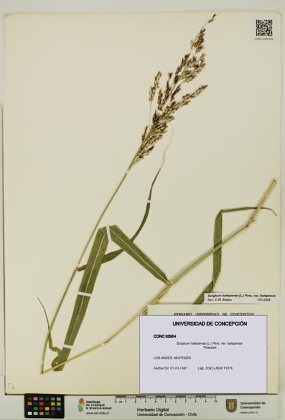 Sorghum halepense var. halepense [Espécimen: UDEC:CONC:0092904]