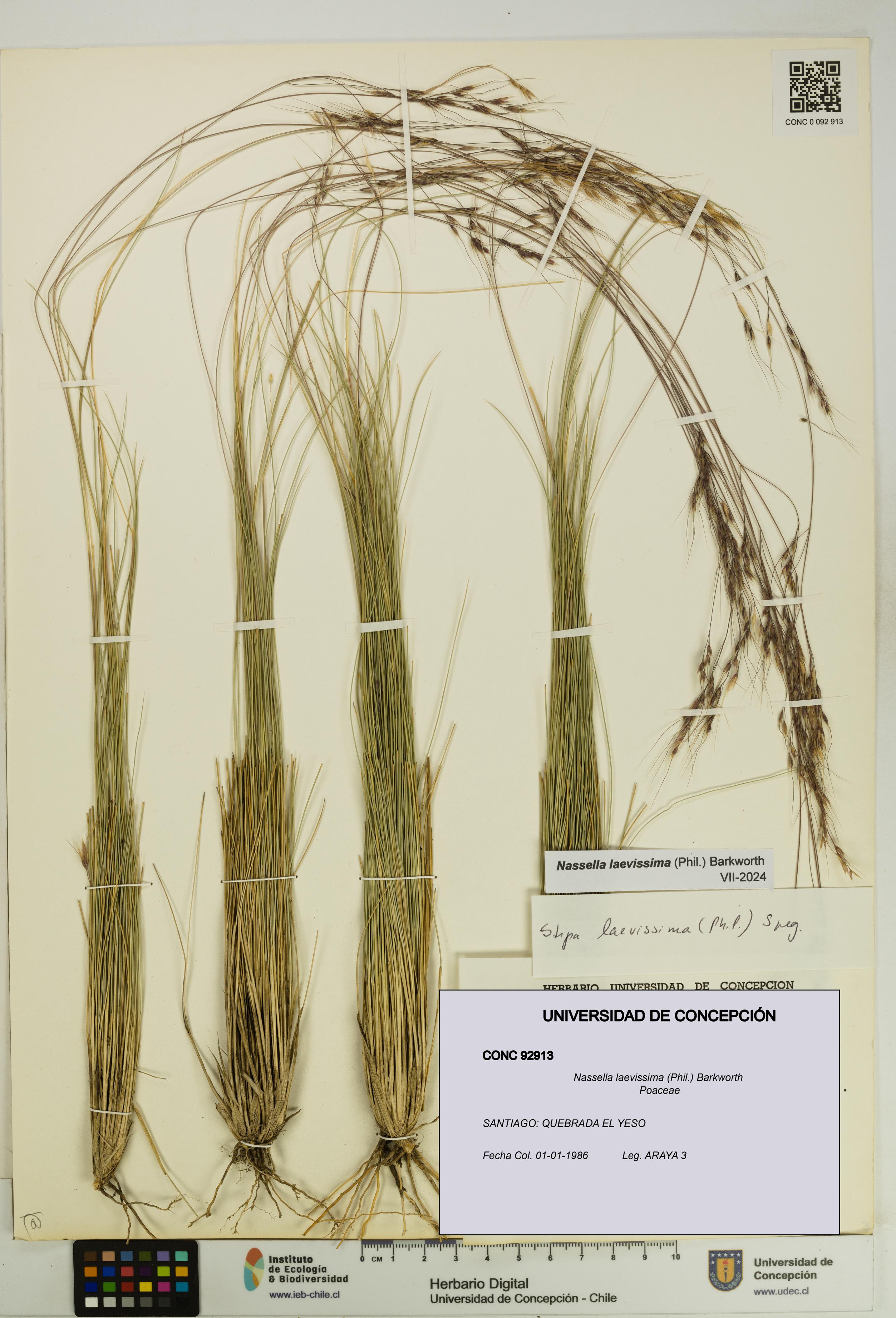 Nassella laevissima [Espécimen: UDEC:CONC:0092913]